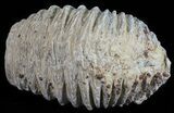 Cretaceous Fossil Oyster (Rastellum) - Madagascar #54447-1